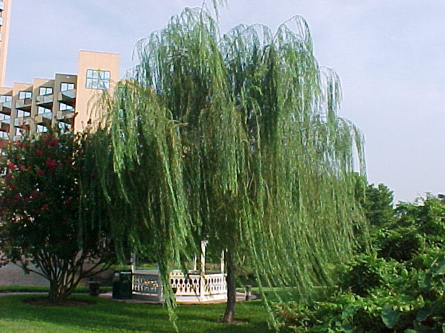 معرفی و راهنمای پرورش گیاهان زینتی - بید مجنون